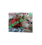 ポメックスの日常 ⑥（個別スタンプ：12）