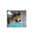 ポメックスの日常 ⑥（個別スタンプ：15）