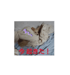 ポメックスの日常 ⑥（個別スタンプ：20）