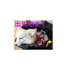 ポメックスの日常 ⑥（個別スタンプ：22）