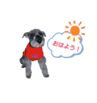 ★ミニチュアシュナウザー★の日常（個別スタンプ：1）