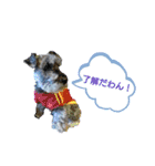 ★ミニチュアシュナウザー★の日常（個別スタンプ：5）