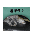 ★ミニチュアシュナウザー★の日常（個別スタンプ：24）
