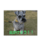 ★ミニチュアシュナウザー★の日常（個別スタンプ：30）