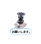 ★ミニチュアシュナウザー★の日常（個別スタンプ：31）