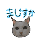 ハク様ゆる〜いスタンプ（個別スタンプ：3）