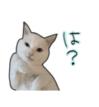 ハク様ゆる〜いスタンプ（個別スタンプ：7）
