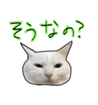 ハク様ゆる〜いスタンプ（個別スタンプ：12）