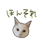 ハク様ゆる〜いスタンプ（個別スタンプ：13）