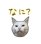 ハク様ゆる〜いスタンプ（個別スタンプ：19）