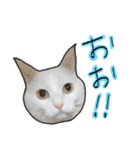 ハク様ゆる〜いスタンプ（個別スタンプ：22）