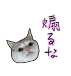 ハク様ゆる〜いスタンプ（個別スタンプ：25）