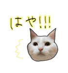 ハク様ゆる〜いスタンプ（個別スタンプ：28）