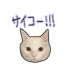 ハク様ゆる〜いスタンプ（個別スタンプ：33）