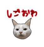 ハク様ゆる〜いスタンプ（個別スタンプ：35）