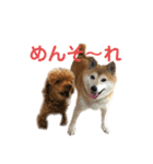 シュンあい応援歌2（個別スタンプ：1）