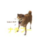 シュンあい応援歌2（個別スタンプ：13）