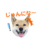 シュンあい応援歌2（個別スタンプ：20）