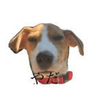 JRT★こはる1（個別スタンプ：4）