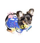 チワワのあんじゅちゃんと家来たち（個別スタンプ：1）