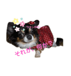 チワワのあんじゅちゃんと家来たち（個別スタンプ：3）