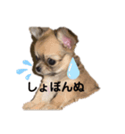 チワワのあんじゅちゃんと家来たち（個別スタンプ：4）