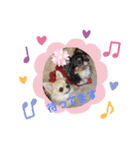 チワワのあんじゅちゃんと家来たち（個別スタンプ：6）