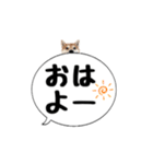 柴犬のぼちゃん デカ文字吹出し①（個別スタンプ：1）