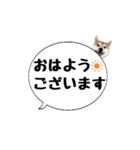 柴犬のぼちゃん デカ文字吹出し①（個別スタンプ：2）