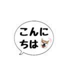 柴犬のぼちゃん デカ文字吹出し①（個別スタンプ：3）