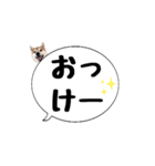 柴犬のぼちゃん デカ文字吹出し①（個別スタンプ：6）
