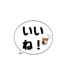 柴犬のぼちゃん デカ文字吹出し①（個別スタンプ：8）