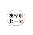 柴犬のぼちゃん デカ文字吹出し①（個別スタンプ：9）