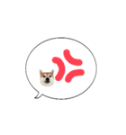 柴犬のぼちゃん デカ文字吹出し①（個別スタンプ：18）