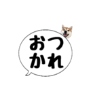 柴犬のぼちゃん デカ文字吹出し①（個別スタンプ：21）