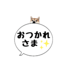 柴犬のぼちゃん デカ文字吹出し①（個別スタンプ：22）