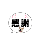 柴犬のぼちゃん デカ文字吹出し①（個別スタンプ：24）