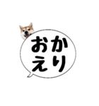 柴犬のぼちゃん デカ文字吹出し①（個別スタンプ：32）
