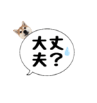柴犬のぼちゃん デカ文字吹出し①（個別スタンプ：34）