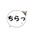 柴犬のぼちゃん デカ文字吹出し①（個別スタンプ：36）