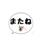 柴犬のぼちゃん デカ文字吹出し①（個別スタンプ：39）