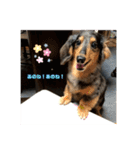 ぴょんスタンプ5（個別スタンプ：3）