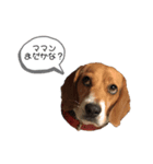 ビーグル犬 デイル（個別スタンプ：1）