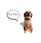 ビーグル犬 デイル（個別スタンプ：2）