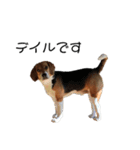ビーグル犬 デイル（個別スタンプ：3）