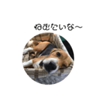 ビーグル犬 デイル（個別スタンプ：5）