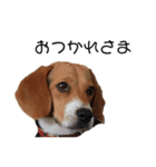 ビーグル犬 デイル（個別スタンプ：6）