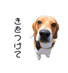 ビーグル犬 デイル（個別スタンプ：7）