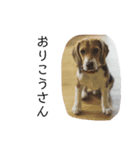 ビーグル犬 デイル（個別スタンプ：8）