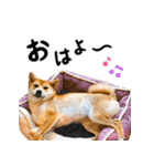 柴犬ちゃおの「押しちゃお！」スタンプ（個別スタンプ：5）